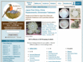 japanfinechina.com