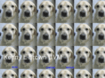 petvet76.com