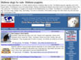 maltesedogs.net