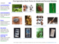 insectstockphotos.com