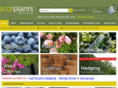 scotplantsdirect.com