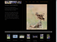 thefocusedeye.com