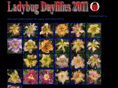 ladybugdaylilies.com