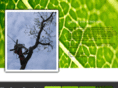 thegreenbranch.org