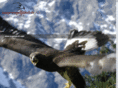 vogeljakob.com