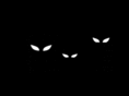 animalsinthedark.com