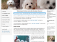 bichonrescues.com