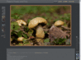 rootsap.com