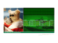 last-minute-teddy.com