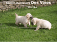 golden-retriever-desvives.com