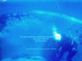 diveservices.info