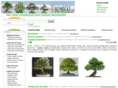 comprarbonsai.es