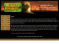 wit-llc.com