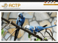 act-parrots.com