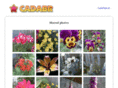 cadabr.com