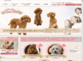 toypoodle-breeder.com