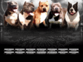 ironmanpitbulls.com
