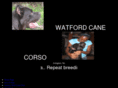 watfordcanecorso.com