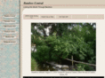 bamboocentral.com