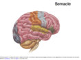 semacle.com
