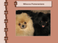 nzpomeranian.com