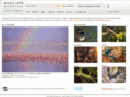 auscape.com.au