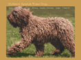 spanishwaterdog.info