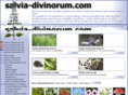 salvia-divinorum.com