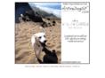 activedogsf.com