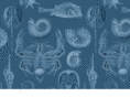 capemaydesign.com