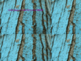 bluebark.com