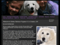 goldenretrieverpuppies4u.com
