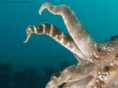liveaboardsmermaid.com
