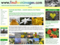 findhornimages.com