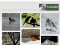avianatic.com