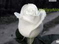 maryaguillory.com