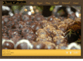 classiccateringandrentals.com