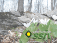 sshgardenconcepts.com