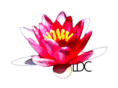 lotusdesignconcepts.com