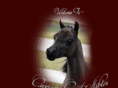 carriagecourtstables.com