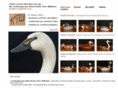 duckdecoysbythor.com