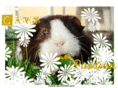 cavypassion.com
