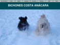 bichonescostaanacara.com