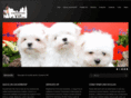 cachorrosvip.com