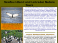 newfoundlandnaturetour.com
