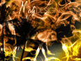 medidesigns.com