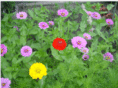 southburygardens.com