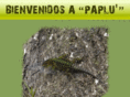 paplu.net