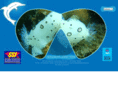 flipperdiving.com