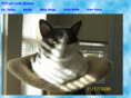 dtcat.com
